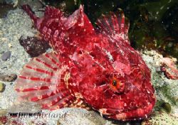 Scorpion Fish - Looks quite calm considering it was blowi... by Jim Garland 